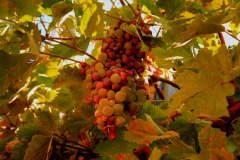 madriguera_elmuyo_01