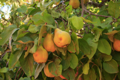 madriguera_elmuyo_02